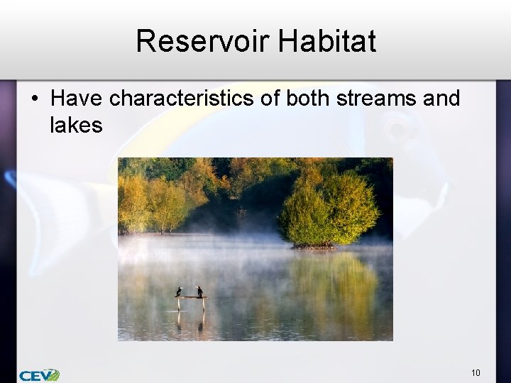 Reservoir Habitat • Have characteristics of both streams and lakes 10 