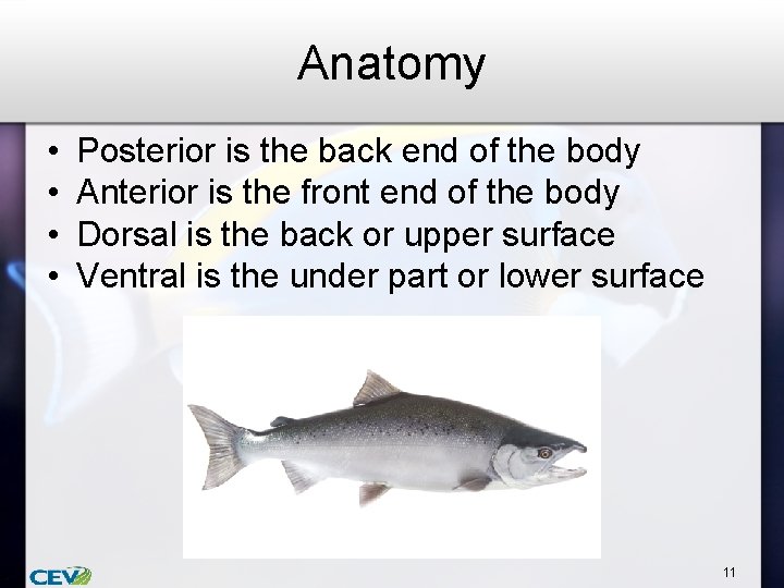 Anatomy • • Posterior is the back end of the body Anterior is the