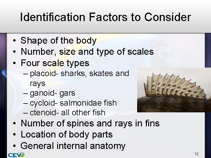 Identification Factors to Consider • Shape of the body • Number, size and type