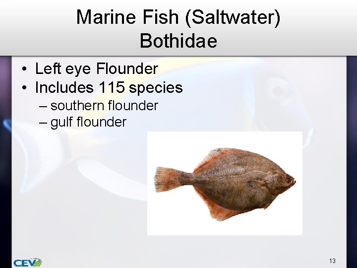 Marine Fish (Saltwater) Bothidae • Left eye Flounder • Includes 115 species – southern