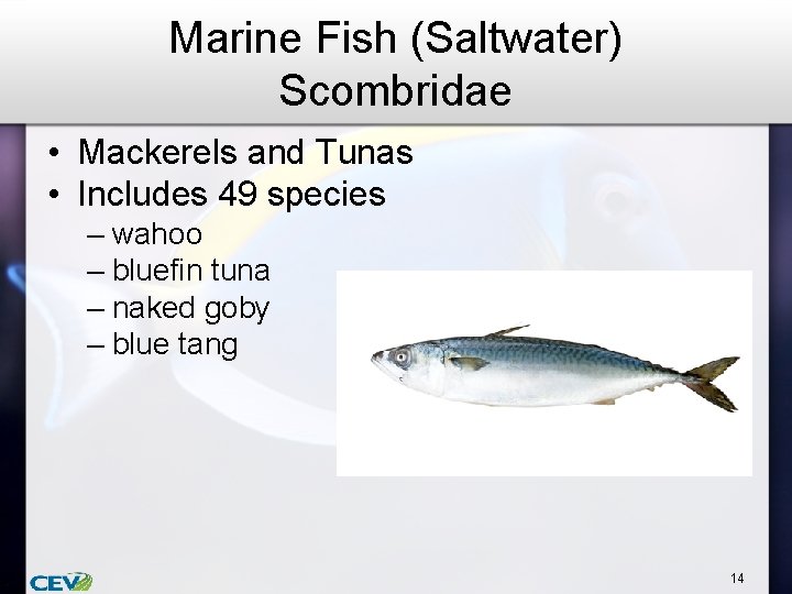 Marine Fish (Saltwater) Scombridae • Mackerels and Tunas • Includes 49 species – wahoo