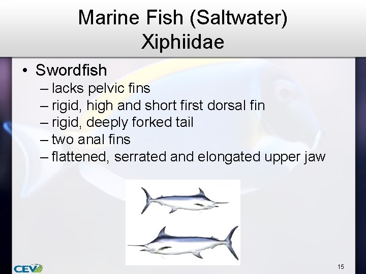 Marine Fish (Saltwater) Xiphiidae • Swordfish – lacks pelvic fins – rigid, high and