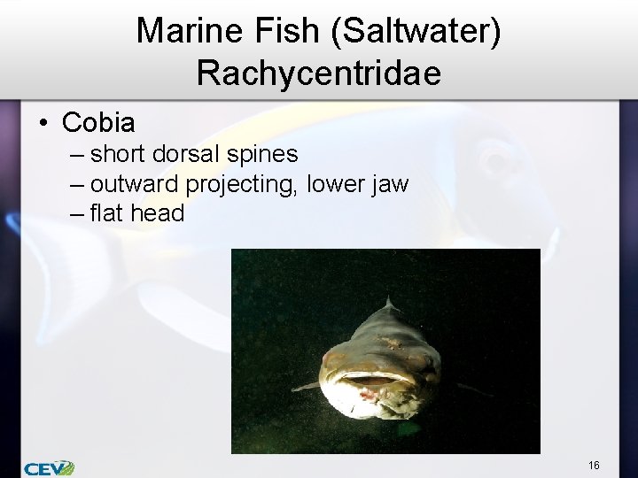 Marine Fish (Saltwater) Rachycentridae • Cobia – short dorsal spines – outward projecting, lower