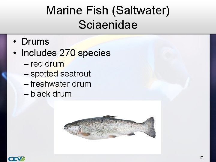 Marine Fish (Saltwater) Sciaenidae • Drums • Includes 270 species – red drum –