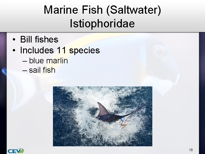 Marine Fish (Saltwater) Istiophoridae • Bill fishes • Includes 11 species – blue marlin