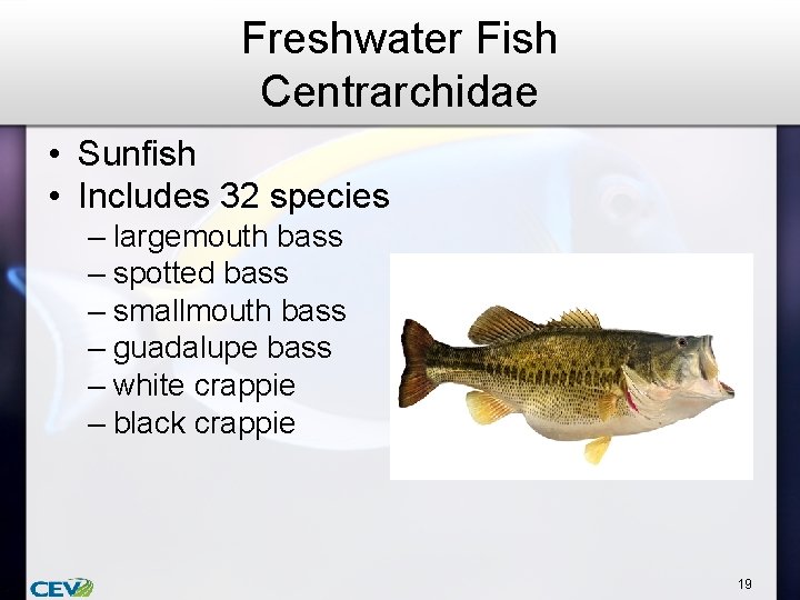 Freshwater Fish Centrarchidae • Sunfish • Includes 32 species – largemouth bass – spotted