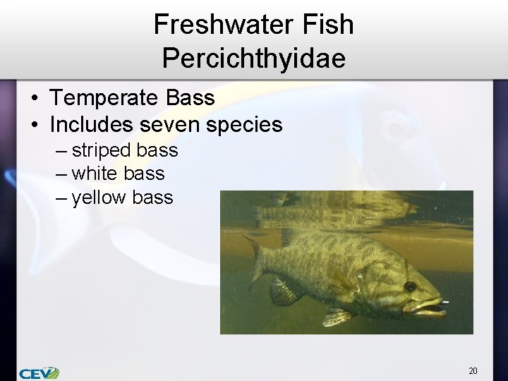 Freshwater Fish Percichthyidae • Temperate Bass • Includes seven species – striped bass –