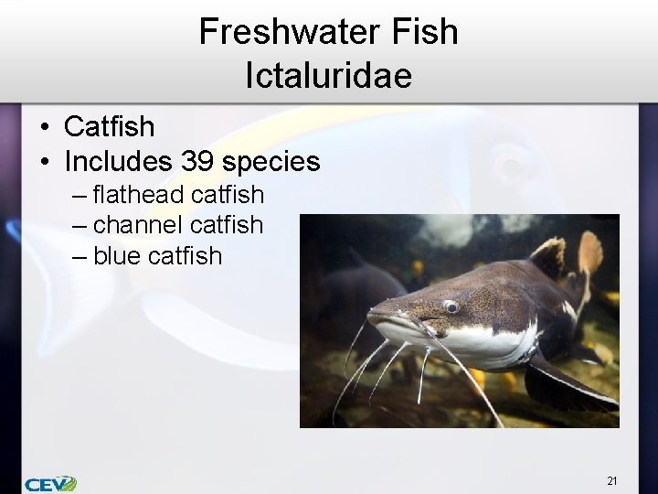 Freshwater Fish Ictaluridae • Catfish • Includes 39 species – flathead catfish – channel