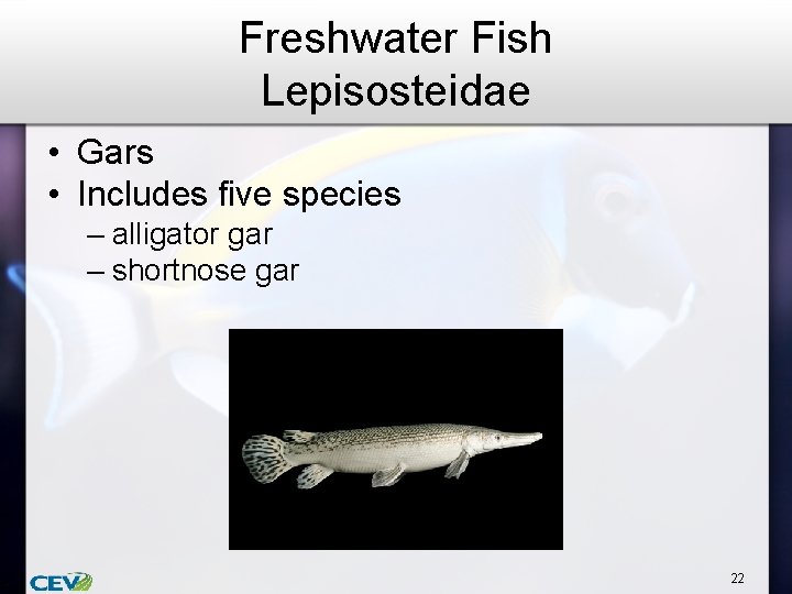 Freshwater Fish Lepisosteidae • Gars • Includes five species – alligator gar – shortnose