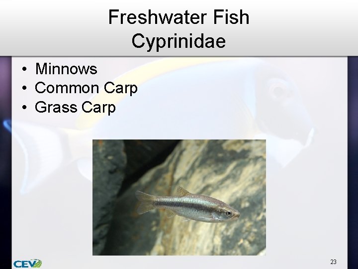 Freshwater Fish Cyprinidae • Minnows • Common Carp • Grass Carp 23 