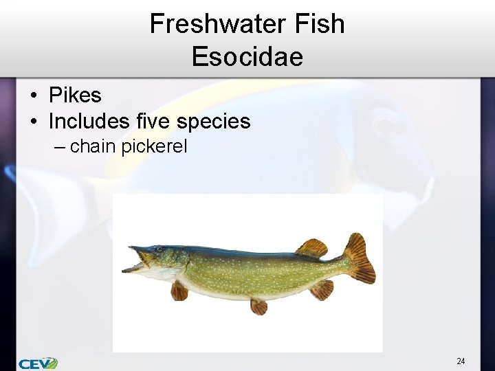 Freshwater Fish Esocidae • Pikes • Includes five species – chain pickerel 24 