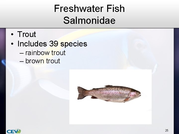 Freshwater Fish Salmonidae • Trout • Includes 39 species – rainbow trout – brown