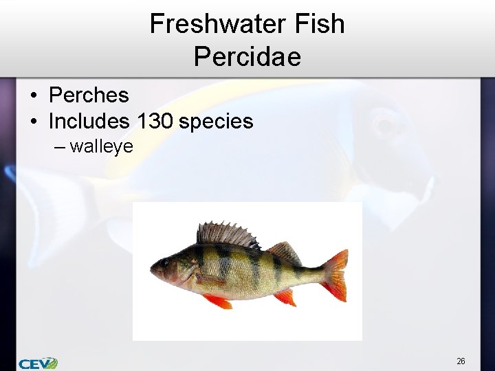 Freshwater Fish Percidae • Perches • Includes 130 species – walleye 26 