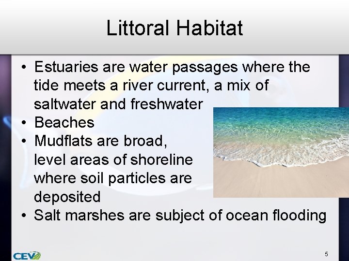 Littoral Habitat • Estuaries are water passages where the tide meets a river current,