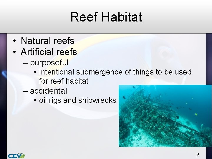 Reef Habitat • Natural reefs • Artificial reefs – purposeful • intentional submergence of