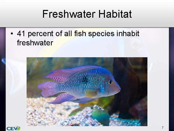 Freshwater Habitat • 41 percent of all fish species inhabit freshwater 7 