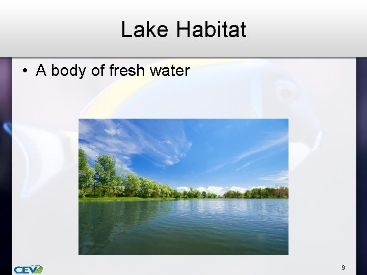 Lake Habitat • A body of fresh water 9 