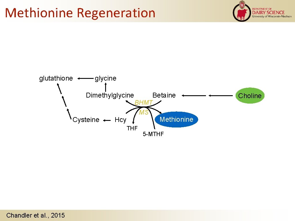 Methionine Regeneration glutathione glycine Dimethylglycine Cysteine BHMT MS Hcy THF Chandler et al. ,