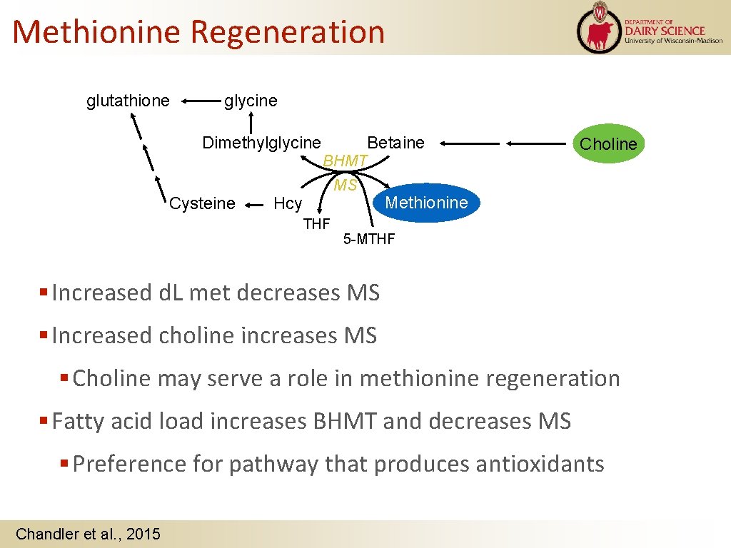 Methionine Regeneration glutathione glycine Dimethylglycine Cysteine BHMT Betaine MS Hcy THF Choline Methionine 5