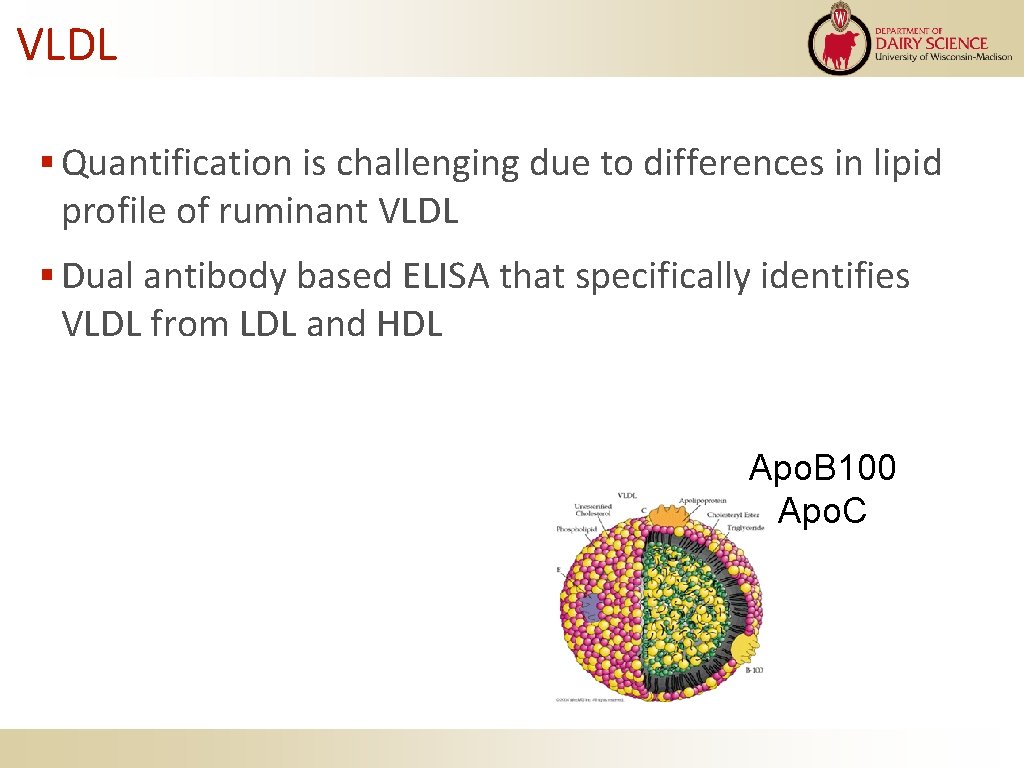 VLDL Quantification is challenging due to differences in lipid profile of ruminant VLDL Dual