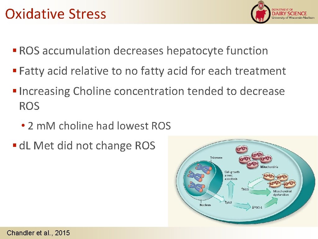 Oxidative Stress ROS accumulation decreases hepatocyte function Fatty acid relative to no fatty acid