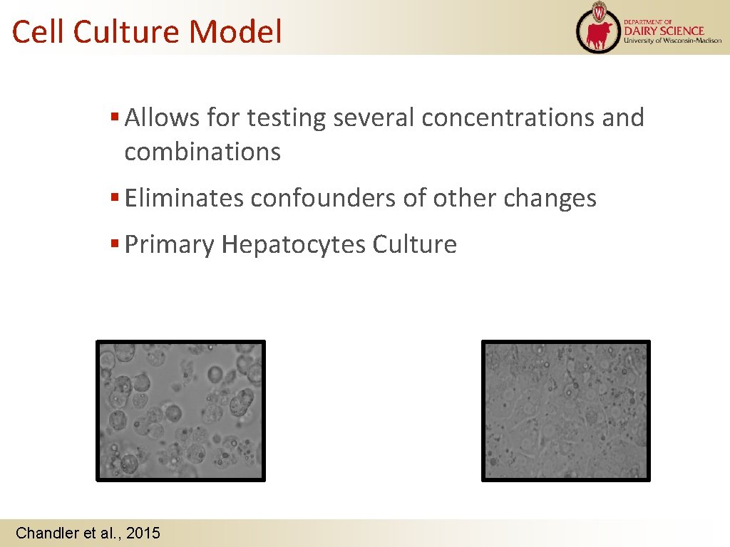 Cell Culture Model Allows for testing several concentrations and combinations Eliminates confounders of other