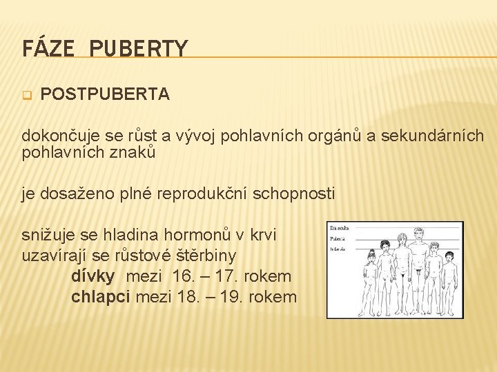 FÁZE PUBERTY q POSTPUBERTA dokončuje se růst a vývoj pohlavních orgánů a sekundárních pohlavních