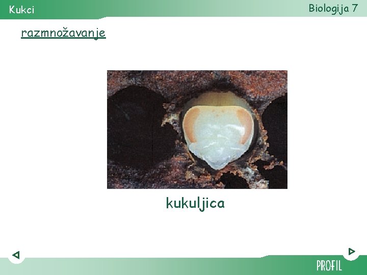 Biologija 7 Kukci razmnožavanje kukuljica 