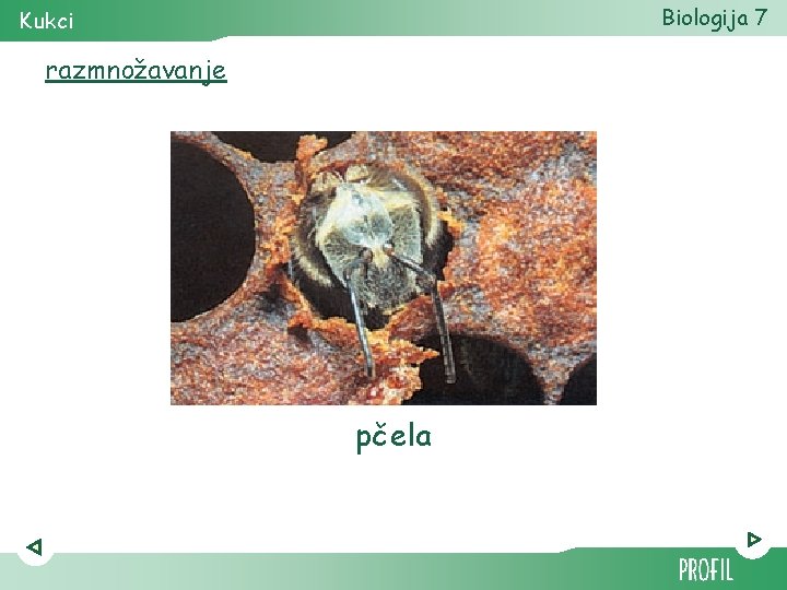 Biologija 7 Kukci razmnožavanje pčela 