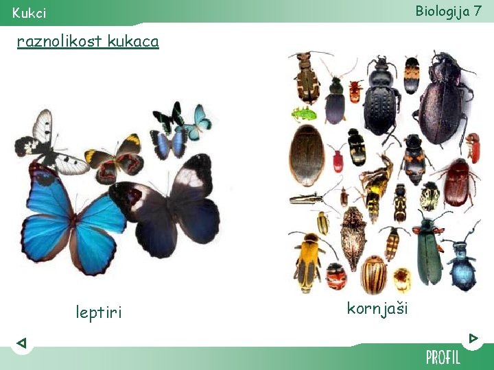 Biologija 7 Kukci raznolikost kukaca leptiri kornjaši 