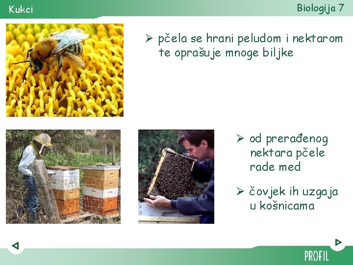 Kukci Biologija 7 Ø pčela se hrani peludom i nektarom te oprašuje mnoge biljke
