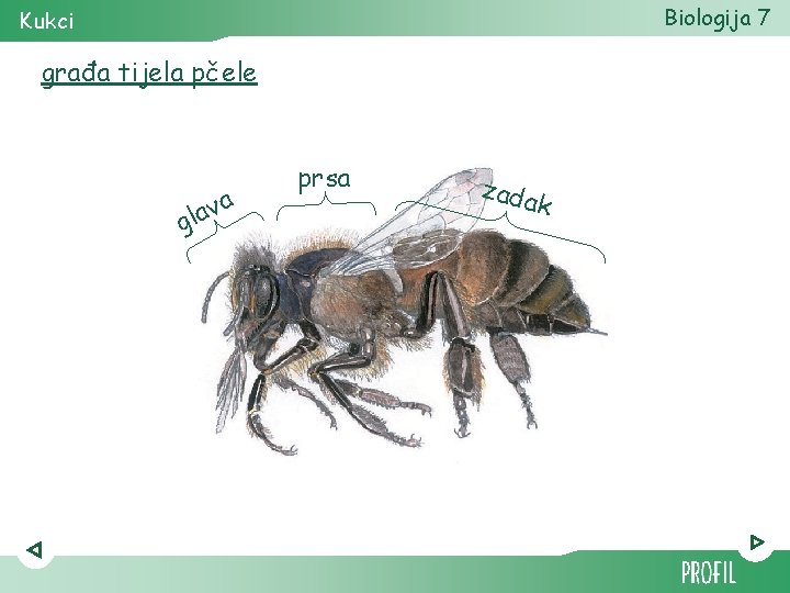 Biologija 7 Kukci građa tijela pčele va a l g prsa zada k 