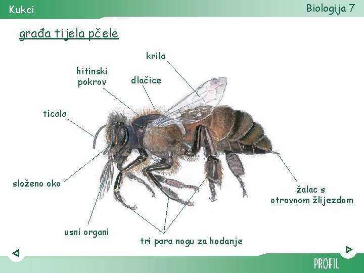Biologija 7 Kukci građa tijela pčele krila hitinski pokrov dlačice ticala složeno oko žalac
