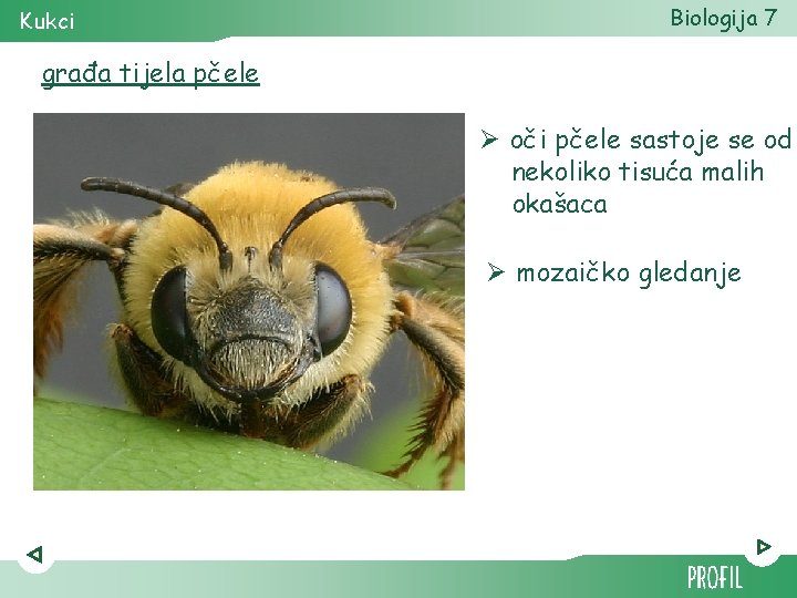 Kukci Biologija 7 građa tijela pčele Ø oči pčele sastoje se od nekoliko tisuća