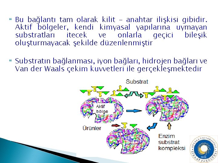  Bu bağlantı tam olarak kilit – anahtar ilişkisi gibidir. Aktif bölgeler, kendi kimyasal