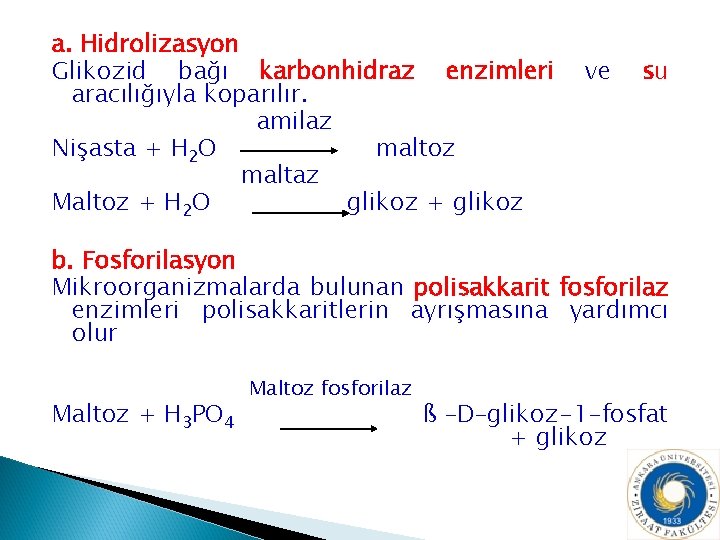 a. Hidrolizasyon Glikozid bağı karbonhidraz enzimleri aracılığıyla koparılır. amilaz Nişasta + H 2 O