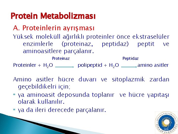 Protein Metabolizması A. Proteinlerin ayrışması Yüksek moleküll ağırlıklı proteinler önce ekstraselüler enzimlerle (proteinaz, peptidaz)