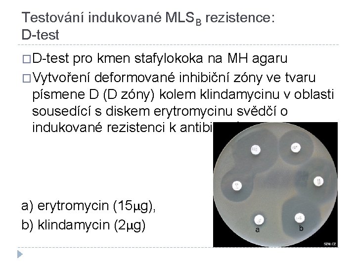 Testování indukované MLSB rezistence: D-test �D-test pro kmen stafylokoka na MH agaru �Vytvoření deformované