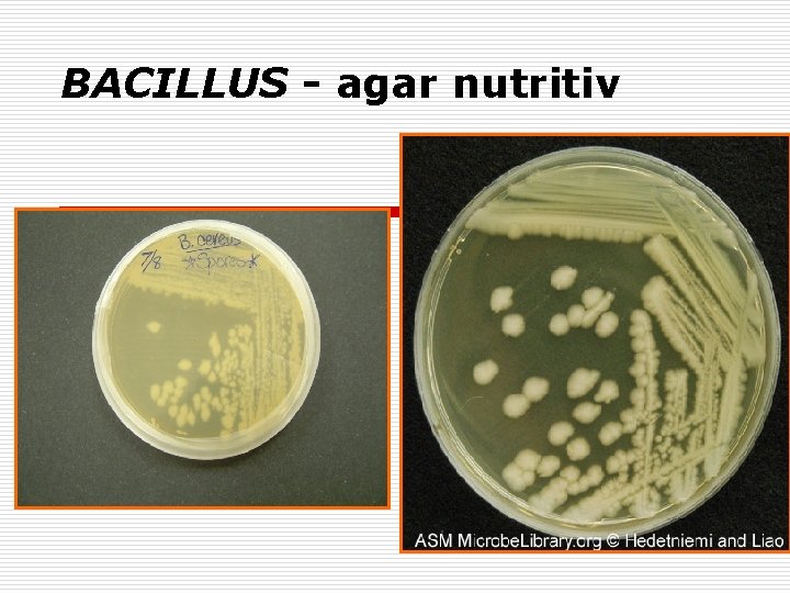 BACILLUS - agar nutritiv 
