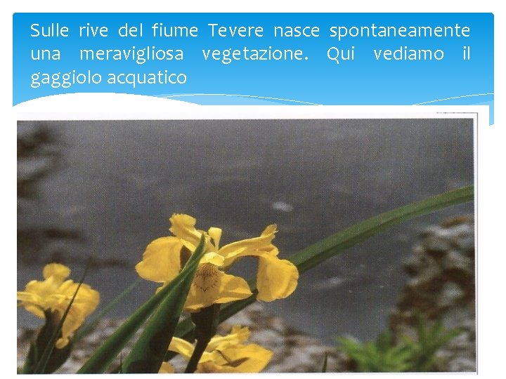 Sulle rive del fiume Tevere nasce spontaneamente una meravigliosa vegetazione. Qui vediamo il gaggiolo