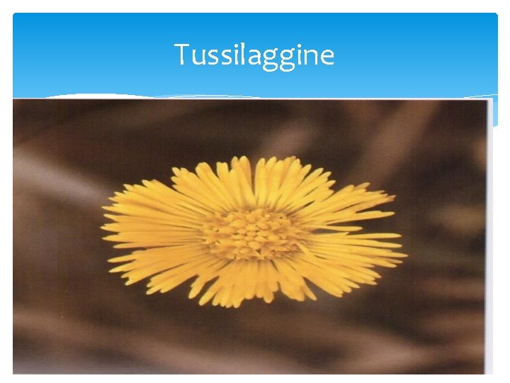 Tussilaggine 