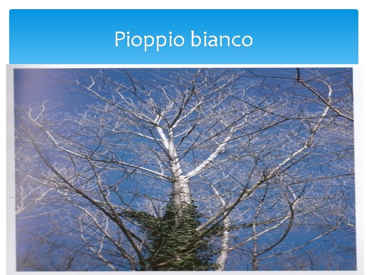 Pioppio bianco 