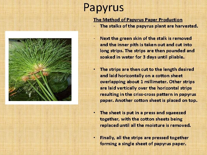 Papyrus The Method of Papyrus Paper Production - The stalks of the papyrus plant