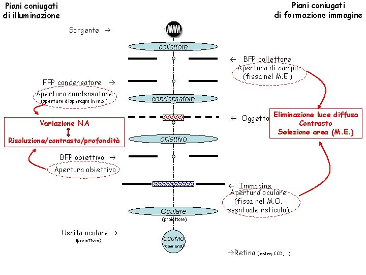 Piani coniugati di formazione immagine Piani coniugati di illuminazione Sorgente collettore ß BFP collettore