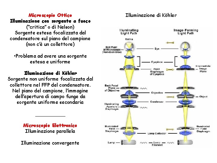 Microscopio Ottico Illuminazione con sorgente a fuoco (“critica” o di Nelson) Sorgente estesa focalizzata