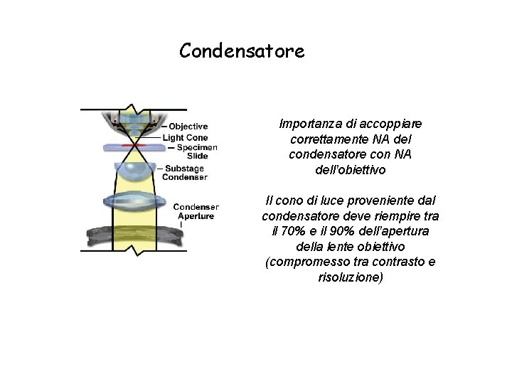 Condensatore Importanza di accoppiare correttamente NA del condensatore con NA dell’obiettivo Il cono di