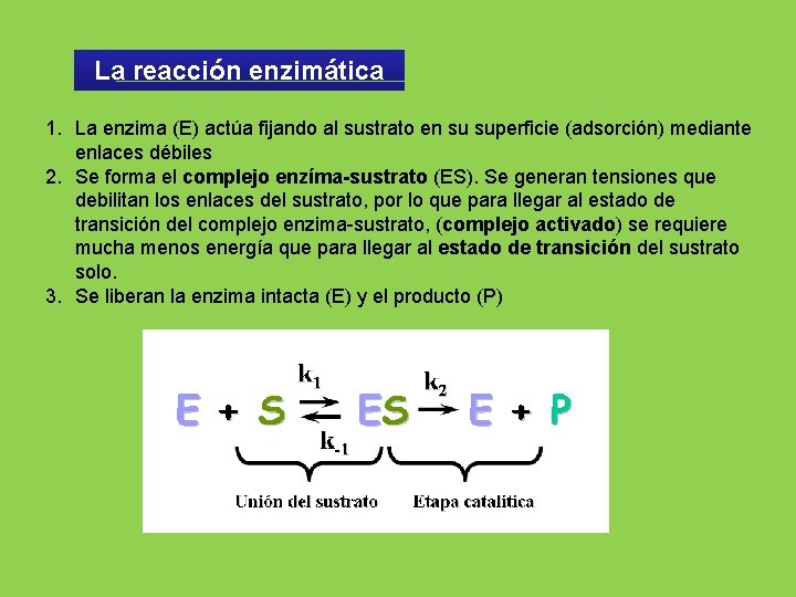 La reacción enzimática 1. La enzima (E) actúa fijando al sustrato en su superficie