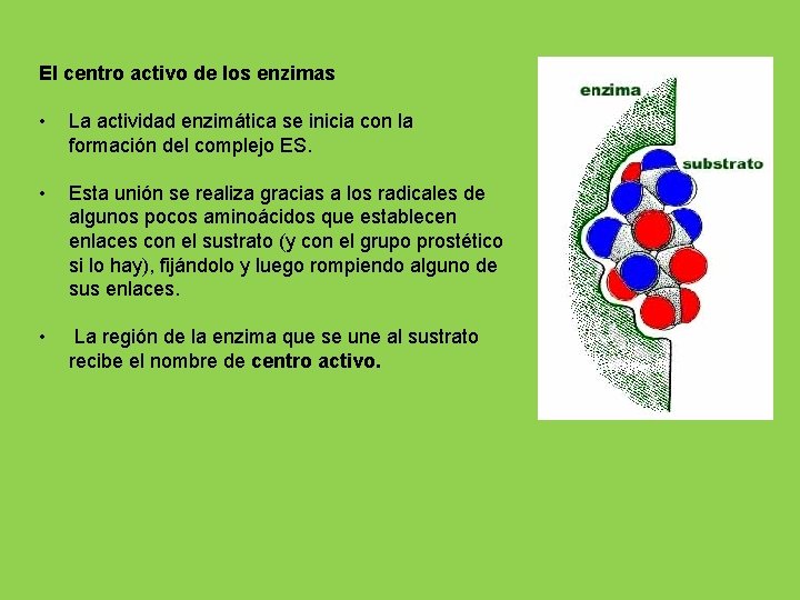 El centro activo de los enzimas • La actividad enzimática se inicia con la