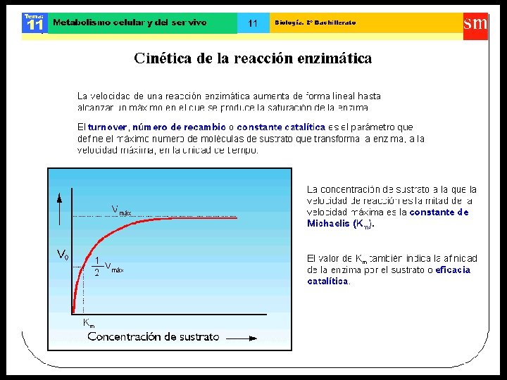 ENZIMAS MECANISMO DE ACCIÓN II Teoría de la “llave-cerradura” de Fischer - Los salientes