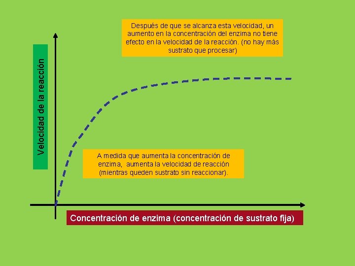 Velocidad de la reacción Después de que se alcanza esta velocidad, un aumento en